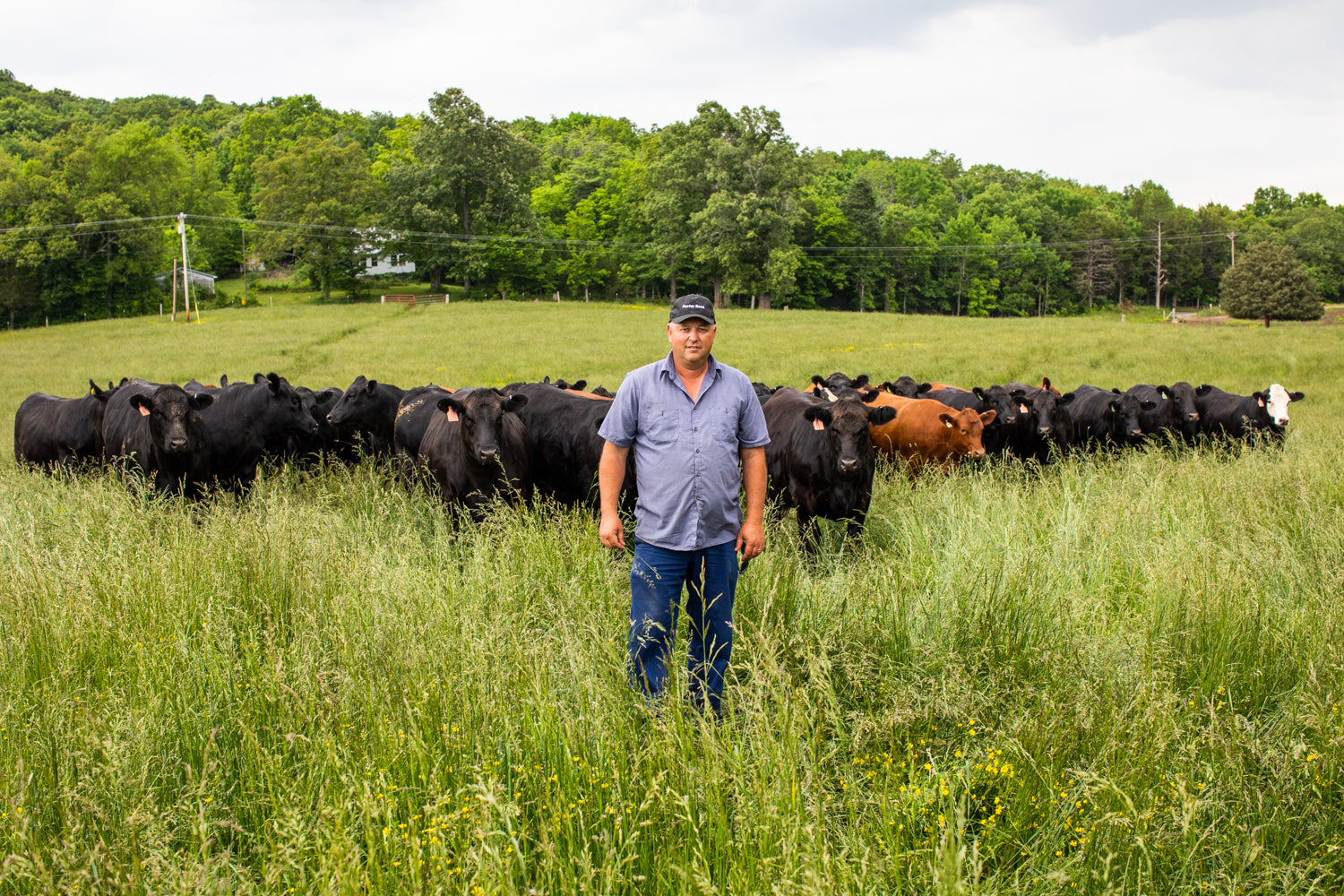 Farmer in pasture with cattle, wearing Porter Road cap